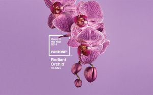 orchidea-pantone